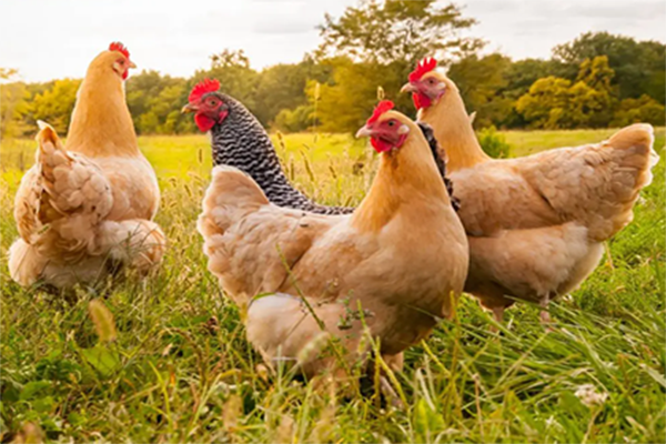 Chicken manure disposal