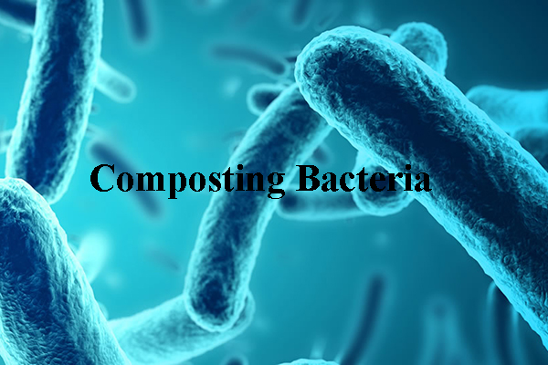 Bacteria for fertilizer composting