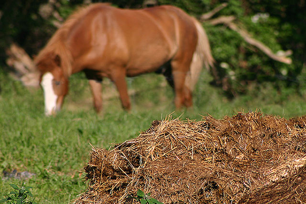 Horse farm manure disposal