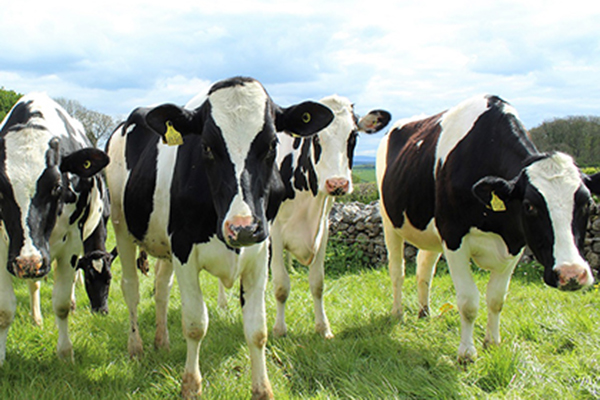 Cow Dung Fertilizer Making System