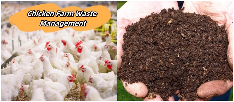 Chicken manure compost production