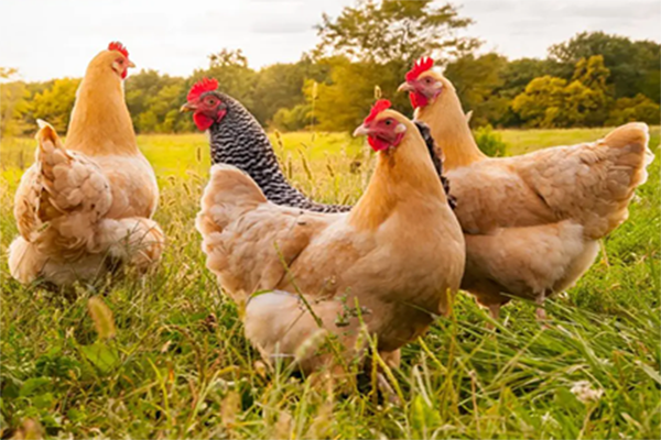 Poultry farm waste management
