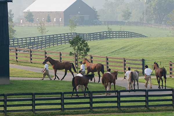 Horse farm manure management