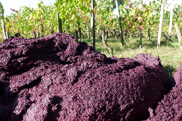 Wine waste for fertilizer manufacturing